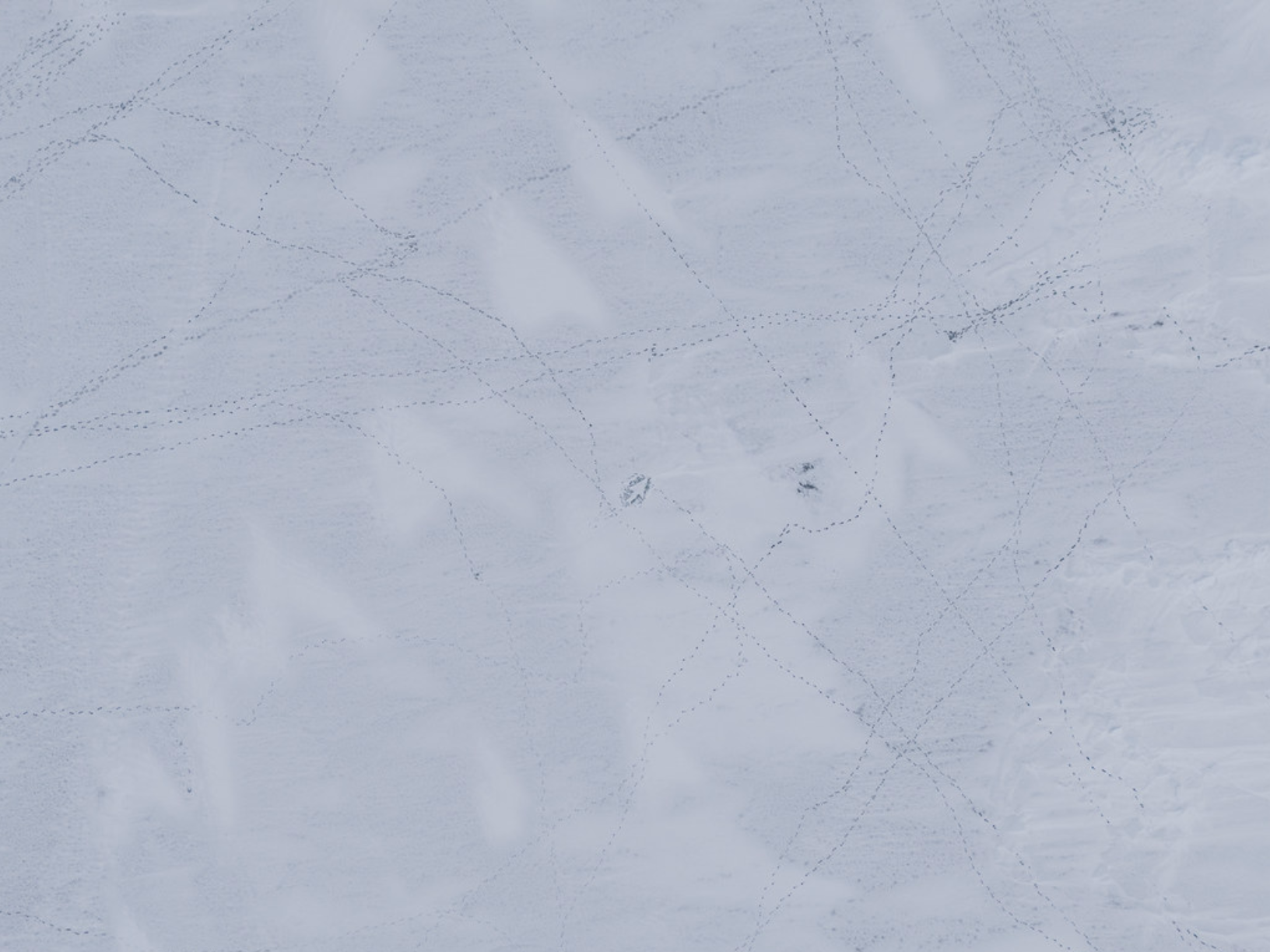 Polar Direction